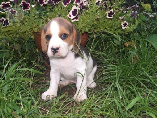 Kαλή τιμή!!!.Πουλάω όμορφα κουτάβια ράτσα BEAGLE- Μπιγκλ – 330 euro...
